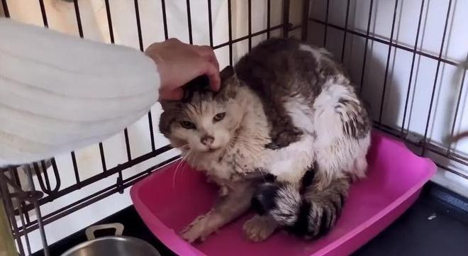 ”黑产一袋血800元抽完就抛弃触目惊心！