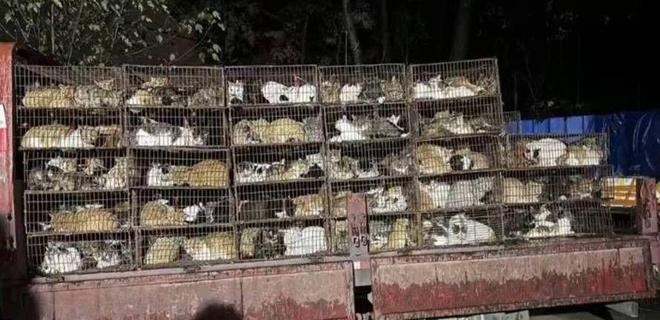 ”黑产一袋血800元抽完就抛弃触目惊心！广州曝光“移动血包(图4)