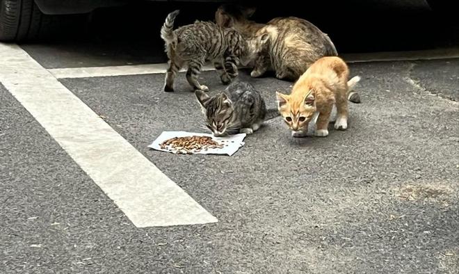 ”黑产一袋血800元抽完就抛弃触目惊心！广州曝光“移动血包(图5)