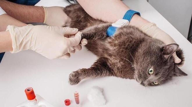 ”黑产一袋血800元抽完就抛弃触目惊心！广州曝光“移动血包(图8)