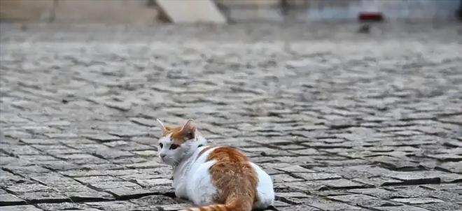 ”黑产一袋血800元抽完就抛弃触目惊心！广州曝光“移动血包(图7)