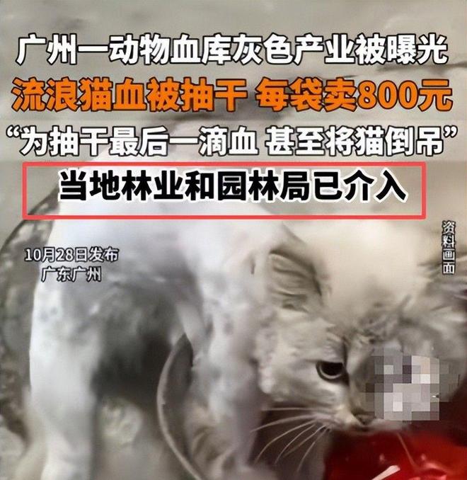 ”黑产一袋血800元抽完就抛弃触目惊心！广州曝光“移动血包(图11)