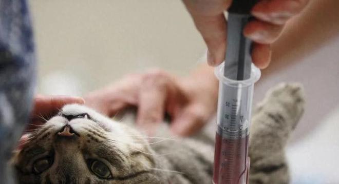 ”黑产一袋血800元抽完就抛弃触目惊心！广州曝光“移动血包(图15)