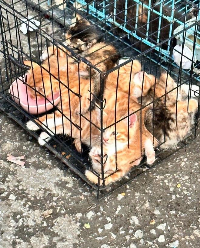 ”黑产一袋血800元抽完就抛弃触目惊心！广州曝光“移动血包(图14)