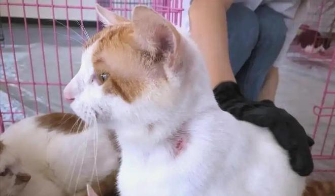 ”黑产一袋血800元抽完就抛弃触目惊心！广州曝光“移动血包(图18)