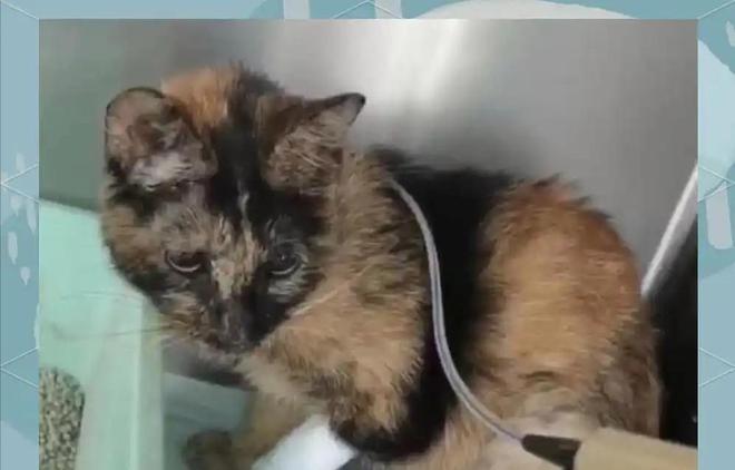 ”黑产一袋血800元抽完就抛弃触目惊心！广州曝光“移动血包(图17)